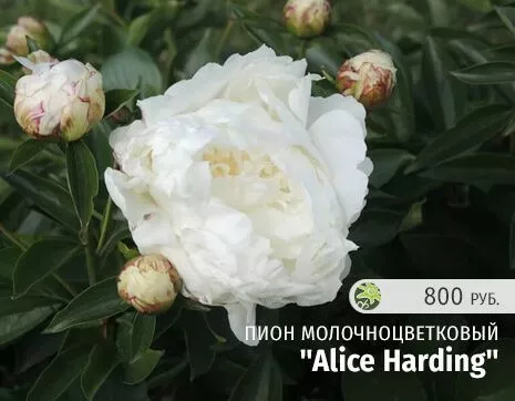 Alice Harding.jpg
